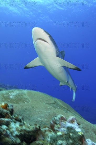 Underwater photo of large adult female Grey reef shark (Carcharhinus amblyrhynchos) swimming through blue water sea over tropical coral reef near shore close to viewer over reef edge edge of deep sloping coral reef at edge of Yap Trench near Mariana Trench, Pacific Ocean, Yap Island, Yap State, Caroline Islands, FSM, Federated States of Micronesia, Australia, Oceania