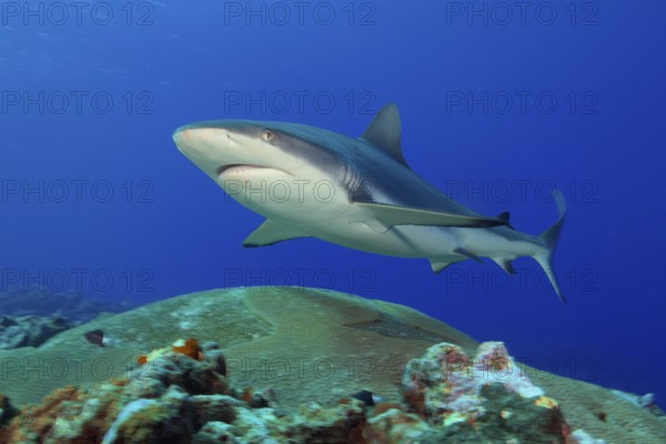 Underwater photo of large adult female Grey reef shark (Carcharhinus amblyrhynchos) swimming through blue water sea over tropical coral reef near shore close to viewer over reef edge edge of deep sloping coral reef at edge of Yap Trench near Mariana Trench, Pacific Ocean, Yap Island, Yap State, Caroline Islands, FSM, Federated States of Micronesia, Australia, Oceania