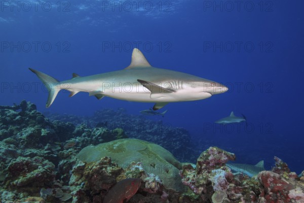Underwater photo of Large female Grey reef shark (Carcharhinus amblyrhynchos) swimming through blue water sea over tropical coral reef near shore over reef edge edge of deep sloping coral reef at edge of Yap Trench near Mariana Trench, Pacific Ocean, Yap Island, Yap State, Caroline Islands, FSM, Federated States of Micronesia, Australia, Oceania