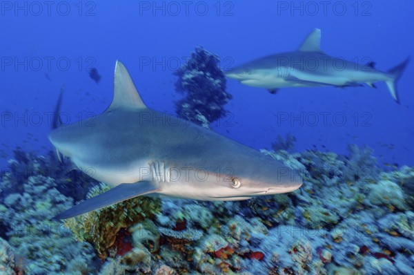 Dynamic photo of large Grey reef shark (Carcharhinus amblyrhynchos) shows hunting behaviour in search of prey swims quickly and curiously right past the observer, Red Sea, tropical seas