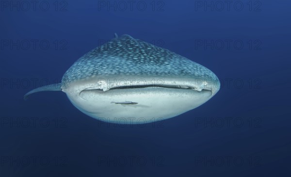 Underwater photo of large whale shark (Rhincodon typus) swimming in blue sea directly towards viewer, tropical subtropical seas