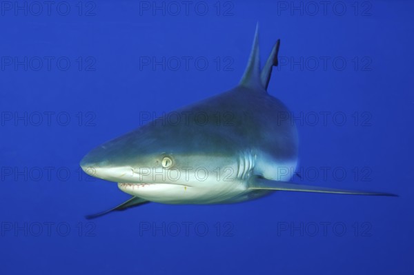 Underwater photo close-up of Grey reef shark (Carcharhinus amblyrhynchos) swimming close to viewer, Indo-Pacific, Pacific Ocean, tropical seas, Indian Ocean, Red Sea