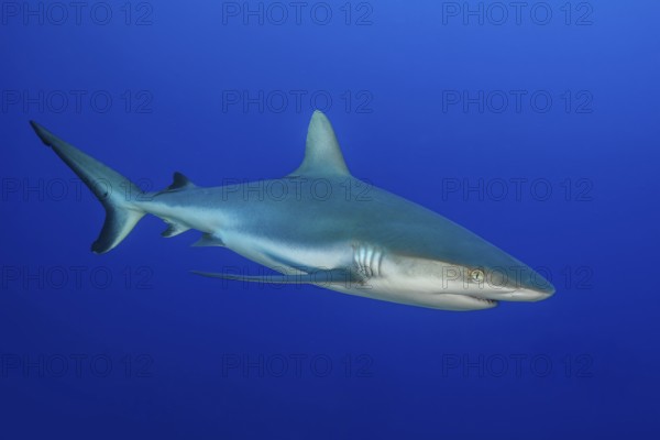 Underwater photo of Grey reef shark (Carcharhinus amblyrhynchos) swimming close to viewer through blue sea, Indo-Pacific, Pacific Ocean, tropical seas, Indian Ocean, Red Sea