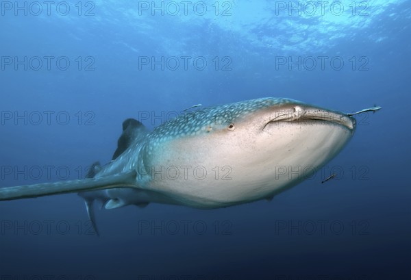 Underwater photo of large plankton-eating whale shark (Rhincodon typus) Plankton-eater swimming through blue open sea, tropical subtropical seas