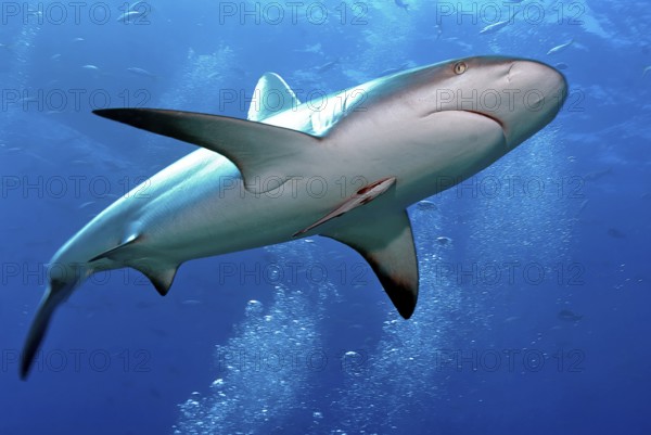 Underwater photo of large Caribbean Reef Shark (Carcharhinus perezi) swimming through air bubbles of scuba divers above viewer, on belly of shark Sucker fish Common remora (Remora remora), Caribbean Sea