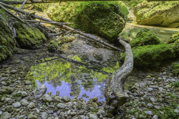 Krummer Baumstamm und bemooste Steine, Wanderung entlang der Krummen Steyrling, Molln, Oberösterreich, Österreich