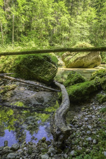 Krummer Baumstamm und bemooste Steine, Wanderung entlang der Krummen Steyrling, Molln, Oberösterreich, Österreich