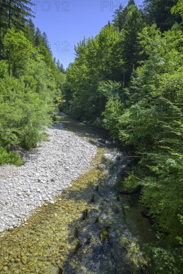 Krumme Steyrling von der Brücke aus, Molln, Oberösterreich, Österreich