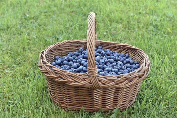 Korb mit Blaubeeren, Heidelbeeren, (Vaccinium myrtillus)