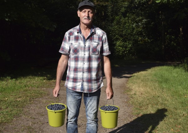 Mann, Senior mit Eimer voller Blaubeeren, Heidelbeeren, (Vaccinium myrtillus)