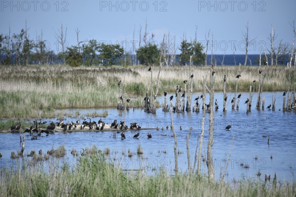Kormorane, (Phalacrocorax carbo) in den Wasserläufen und Salzwiesen auf dem Darß, nahe der Ostsee, Mecklenburg-Vorpommern, Deutschland