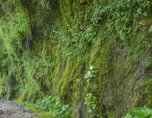Naturschauspiel Rinnende Mauer am Steyr Fluss, Molln, Oberösterreich, Österreich