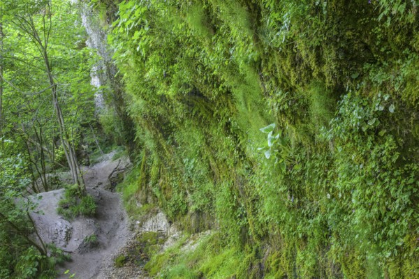 Rinnende Mauer am Steyr Fluss, Molln, Oberösterreich, Österreich