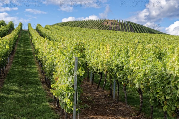 Rebstöcke in Reihen am Weinbgut Brunnenhof. Norheim, Rheinland-Pfalz, Deutschland