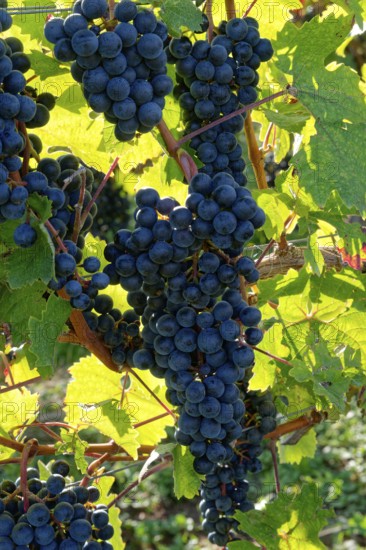 Rote Weinreben, Weintrauben, an Rebstöcken am Weingut Brunnenhof. Norheim, Bad Kreuznach, Rheinland-Pfalz, Deutschland