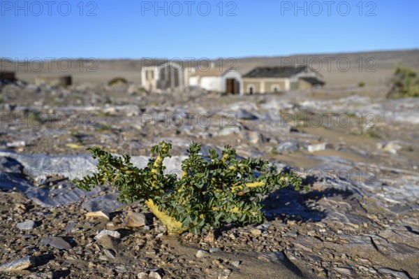 Buschmannkerze (Sarcocaulon mossamedense), Grillenthal, Diamentensperrgebiet, bei Lüderitz, Region Karas, Namibia