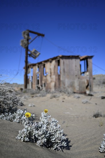 Ruinen der ehemaligen Diamantenstadt Pomona in der Wüste, Diamentensperrgebiet, bei Lüderitz, Region Karas, Namibia