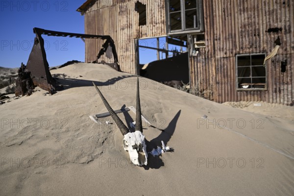 Schädel einer Oryx-Altilope (Oryx gazella) vor einer Ruine der ehemaligen Diamantenstadt Pomona, Diamentensperrgebiet, bei Lüderitz, Region Karas, Namibia