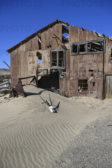 Schädel einer Oryx-Altilope (Oryx gazella) vor einer Ruine der ehemaligen Diamantenstadt Pomona, Diamentensperrgebiet, bei Lüderitz, Region Karas, Namibia