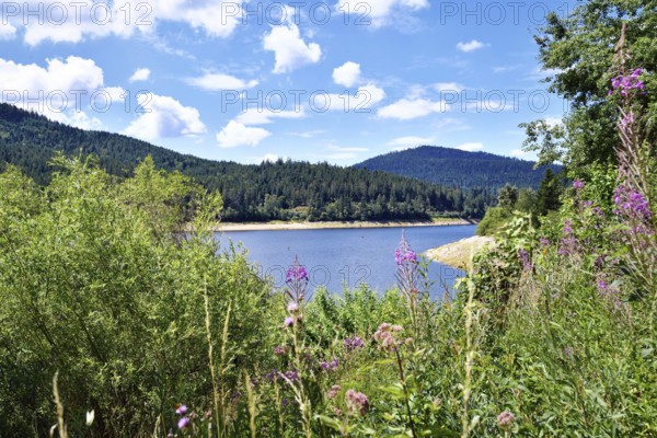 Rosebay Willowherb wildflowers with beautiful mountain lake in the Black Forest in Forbach in Germany called Schwarzenbach Reservoir surrounded by forested hills