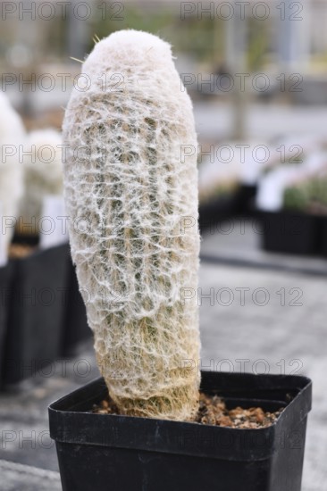 Single 'Espostao Ianata' cotton ball cactus houseplant with woolly coat in flower pot