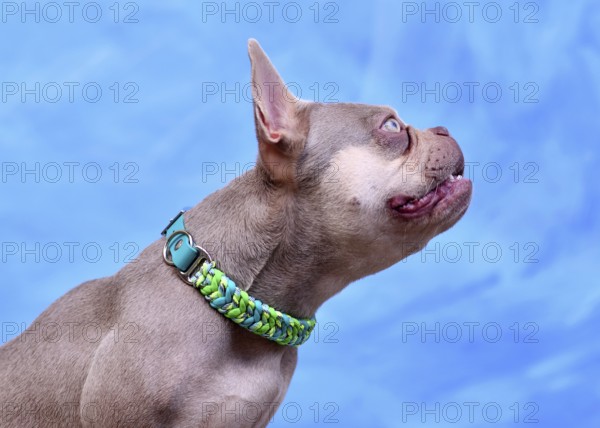 New Shade Isabella colored French Bulldog dog with woven paracord collar in fonrt of blue background