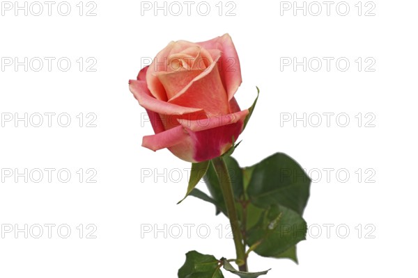 Single peach colored rose flower on white background