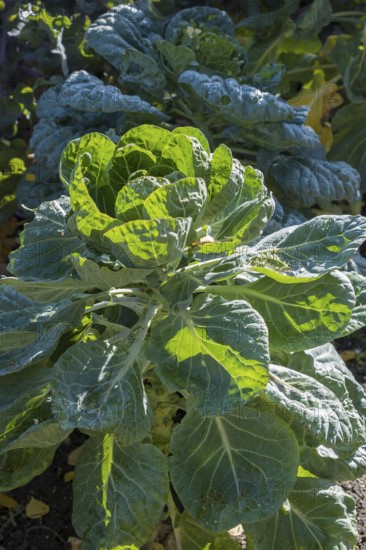 Rosenkohl, Rosenkohlpflanze (Brassica oleracea var. gemmifera), Münsterland, Nordrhein-Westfalen, Deutschland