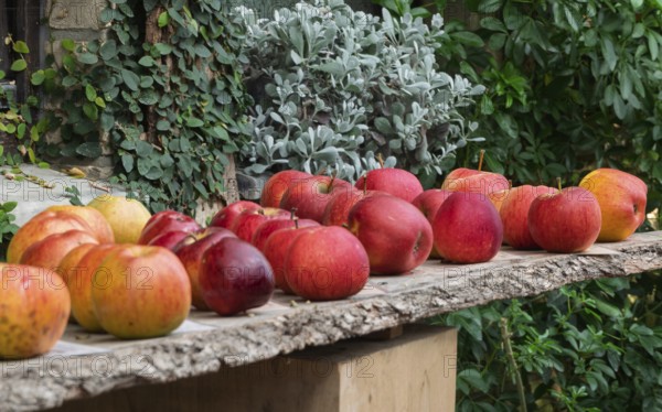 Verschiedene Äpfel liegen auf einem rustikalen Holzbrett, umgeben von üppigem Grün und Natur, Münsterland, Nordrhein-Westfalen, Deutschland