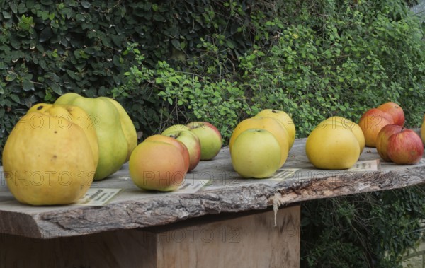 Eine Vielfalt von Äpfeln, darunter gelbe und rote, präsentiert sich auf einem rustikalen Brett vor grünem Hintergrund, Münsterland, Nordrhein-Westfalen, Deutschland