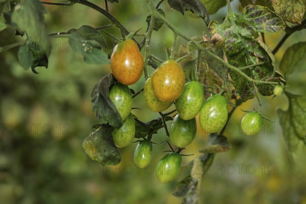 Datteltomaten, Sorte Cupido, Münsterland, Nordrhein-Westfalen, Deutschland
