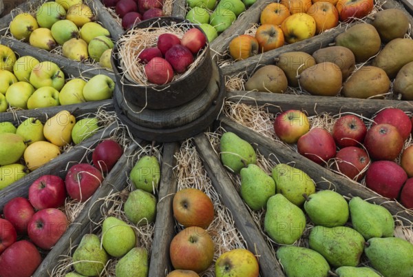 Äpfel und Birnen in einem alten Wagenrad, Münsterland, Nordrhein-Westfalen, Deutschland