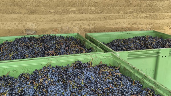 Weinlese, Handlese, Weinsorte Dornfelder, Südpfalz, Pfalz, Rheinland-Pfalz, Deutschland