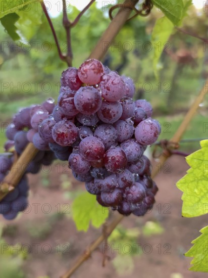 Blaue Weintrauben (Vitis sp.) am Rebstock, mit Regentropfen, Südpfalz, Pfalz, Rheinland-Pfalz, Deutschland