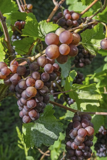 Weintrauben am Rebstock, Sorte Grauburgunder, Südpfalz, Pfalz, Rheinland-Pfalz, Deutschland