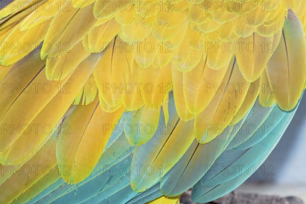 Military macaw (Ara militaris) feathers, close-up, Costa Rica, Central America