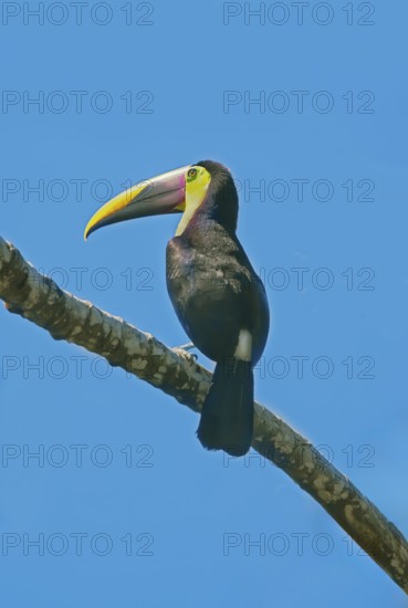 Chestnut-mandibled Toucan (Ramphastos swainsonii) perching on a tree, Corcovado National Park, Osa Peninsula, Costa Rica
