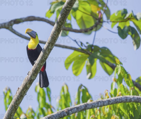 Chestnut-mandibled Toucan (Ramphastos swainsonii) perching on a tree, Corcovado National Park, Osa Peninsula, Costa Rica
