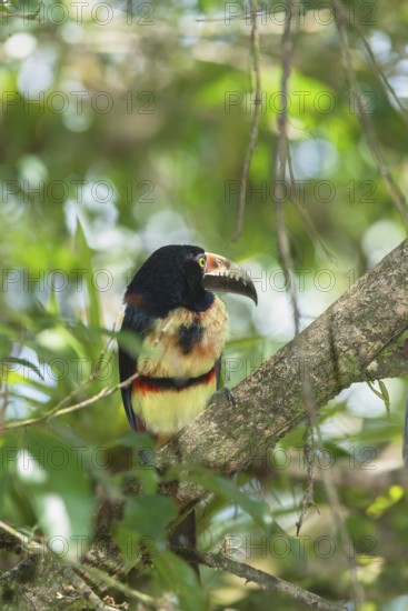 Collared Aracari (Pteroglossus torquatus), Costa Rica, Central America