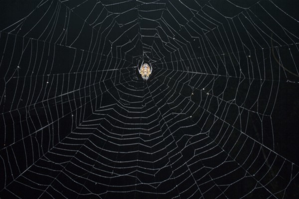 Tropical Red and Black Orb-weaving Spider (Eriophora fuliginea) weaving, Costa Rica, Central America
