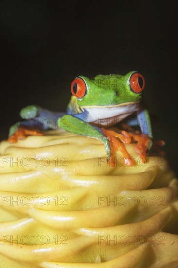 Red eyed tree frog (Agalychins callydrias) on yellow flower, Costa Rica