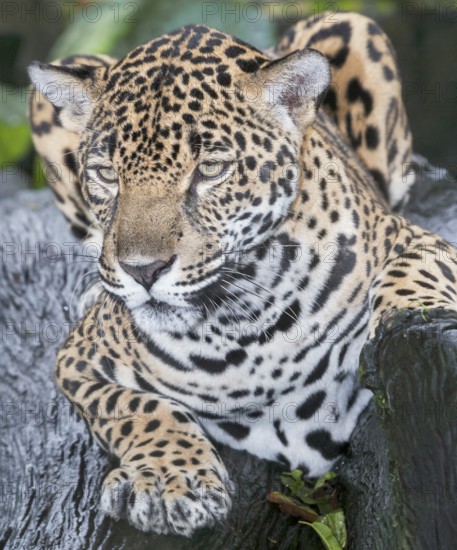 Close-up of a Jaguar (Panthera onca), Costa Rica, Central America
