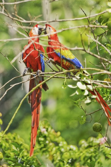 Scarlet Macaw couple (Ara macao) in an affectionate mood, Corcovado National Park, Osa Peninsula, Costa Rica