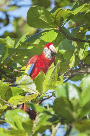 Scarlet Macaw (Ara macao) perching on a tree, Corcovado National Park, Osa Peninsula, Costa Rica