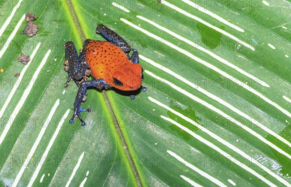 Blue jeans dart frog (Dendrobates pumilio) on a leaf, Costa Rica