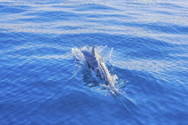 Pantropical spotted dolphin (Stenella attenuata) swimming, Drake Bay, Corcovado National Park, Osa Peninsula, Costa Rica