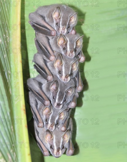 Tent making bats (Uroderma bilobatum) stack sitting on a green, Costa Rica
