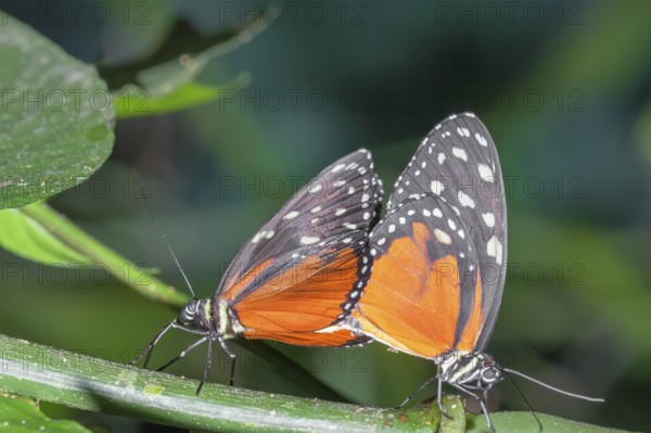 Monarch Butterflies, (heliconius hecale), Costa Rica