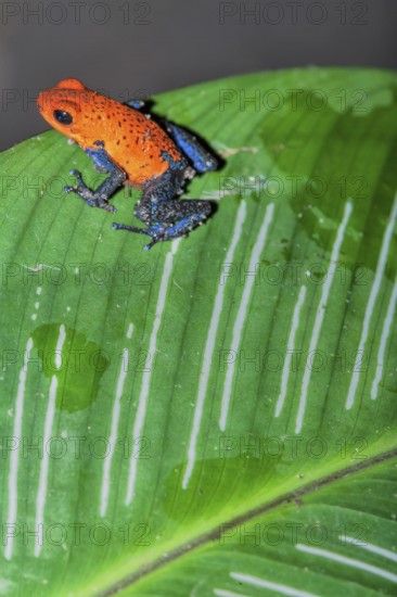 Blue jeans dart frog (Dendrobates pumilio) on a leaf, Costa Rica