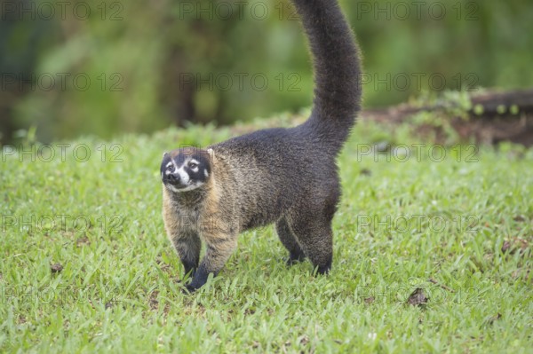 Coati (Nasua narica), Costa Rica, Central America